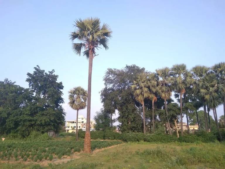 Lodge  Sujata