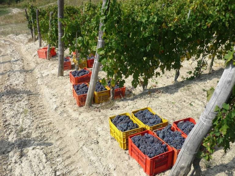 Camera privata Monforte D'alba