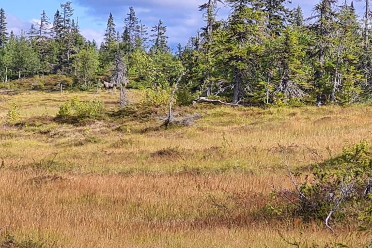 50 m&sup2; Ferienhaus