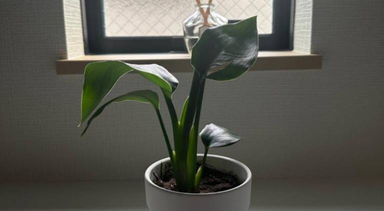 foto33