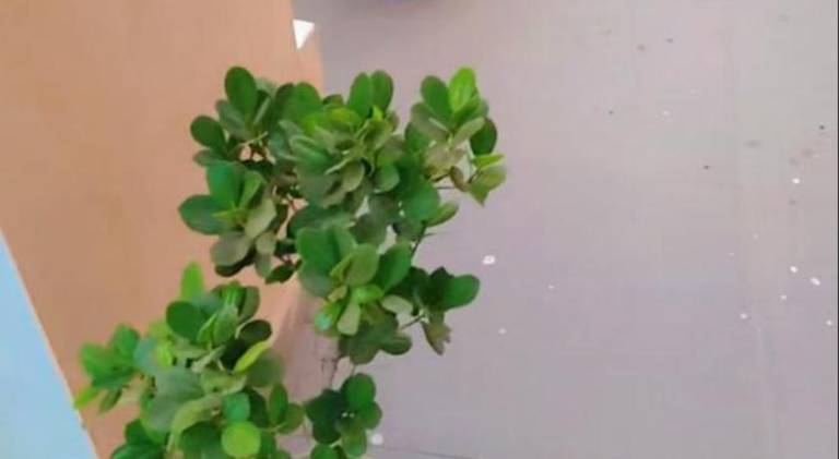 foto19