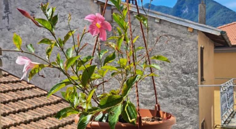 House with 2 rooms for 4 persons in Argegno