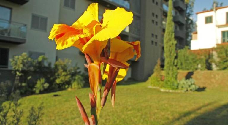 Rochas Shared Apart Garden Refuge — photo 5
