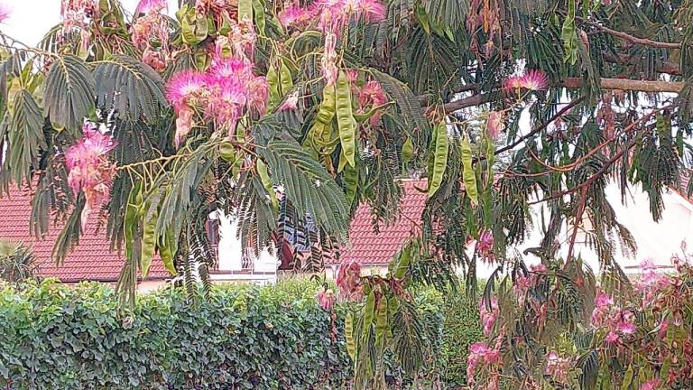 foto33