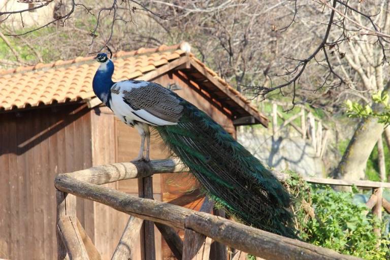 Camera privata Antillo