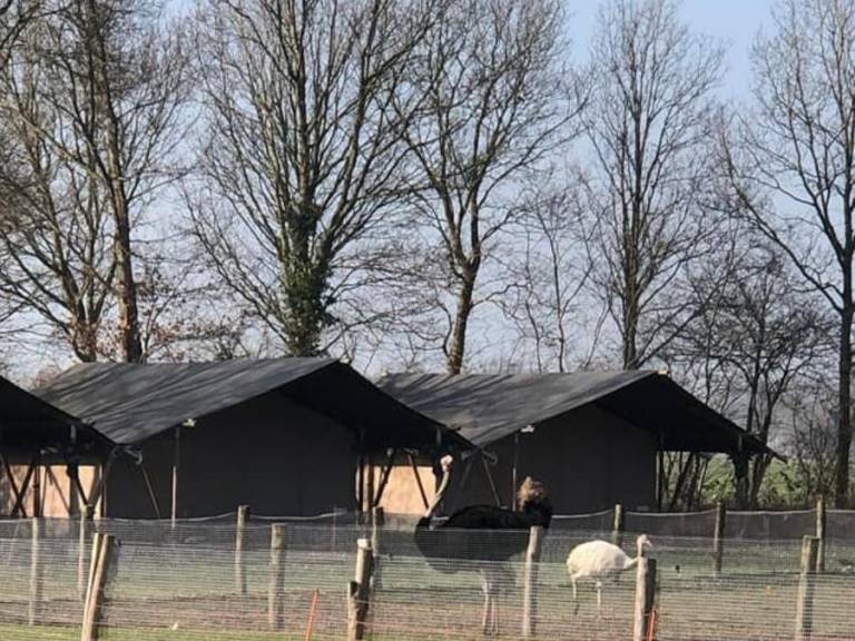 Tent Paasloo