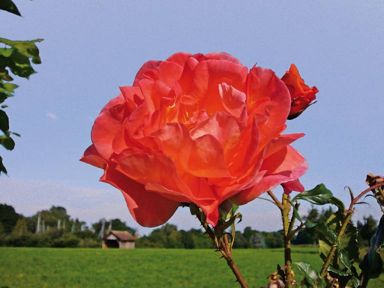 foto7