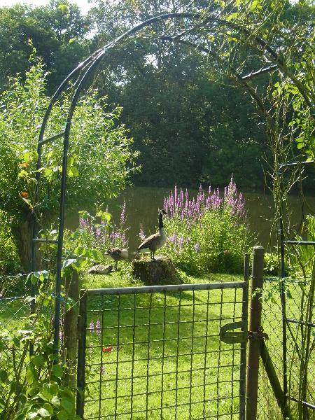 Fully equipped apartment with yard & BBQ | Garden view | Perfect for remote work | Dogs allowed — photo 5