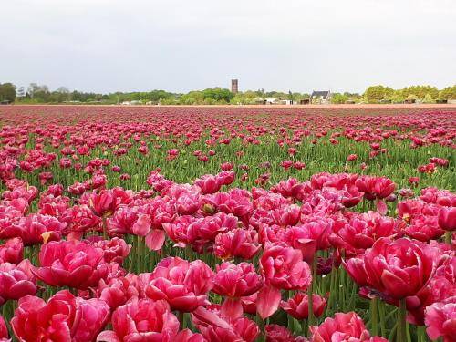 Bed & Breakfast Sommelsdijk