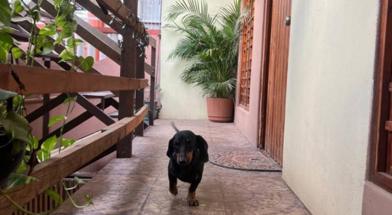 Holiday apartment | Dogs allowed — photo 5