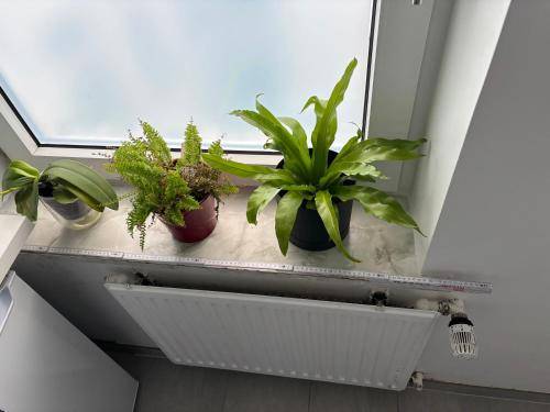 foto7