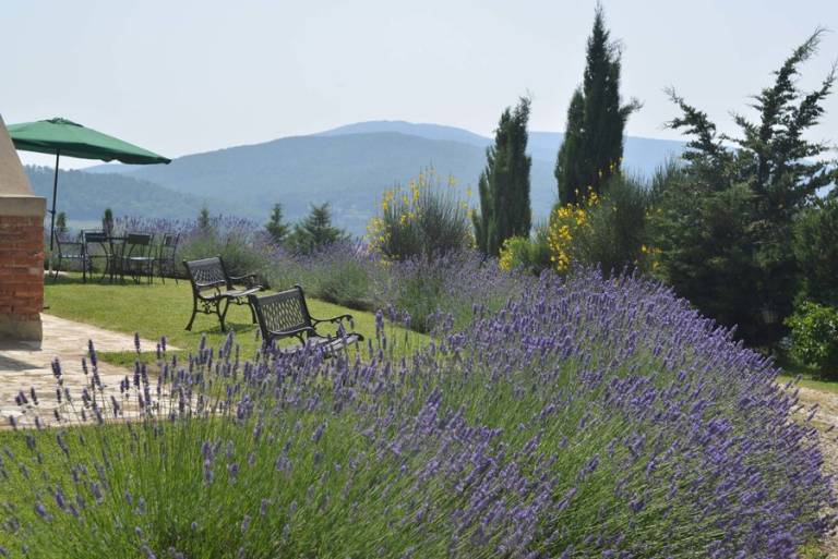 Lucciola Bella: LAVANDA — photo 2
