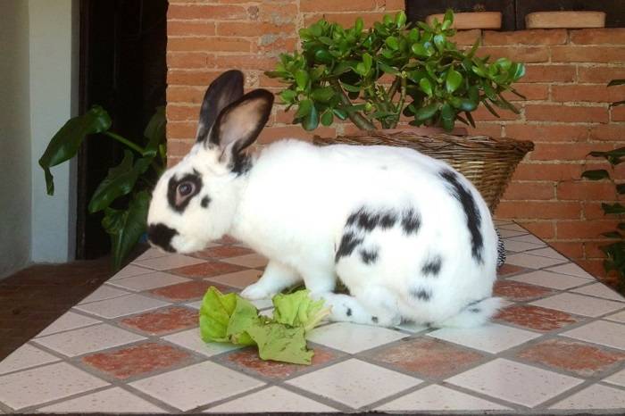 foto36