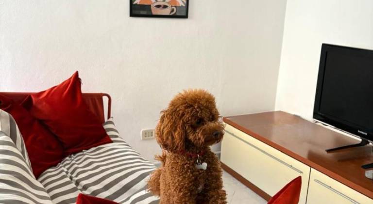 Wonderful rental apartment | Pets are welcome in Pesaro