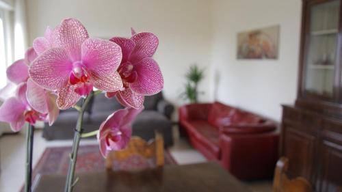 Apartment  Parona