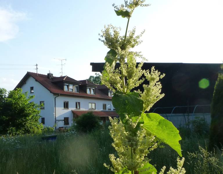 Ferienwohnung Ostrach