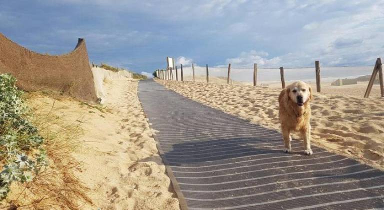 Cocooning et plages in Soorts-Hossegor