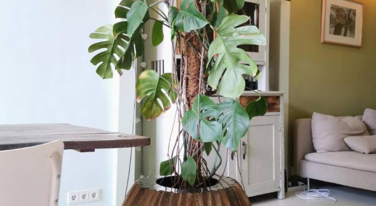 foto13