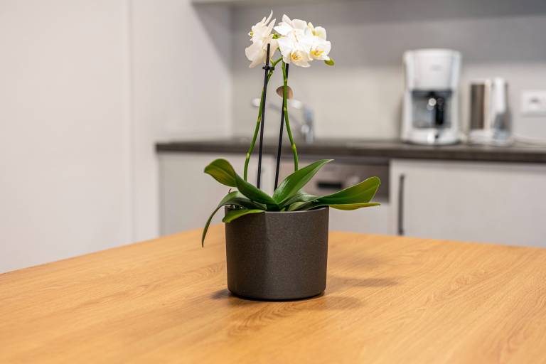 Rental apartment with fast internet & yard | Mountain view — photo 4