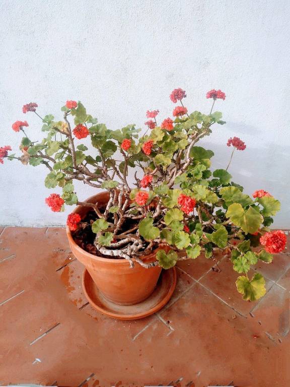 foto16