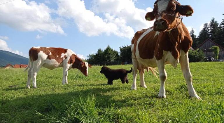 Apartament  Kasina Wielka