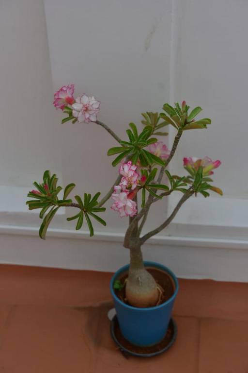 foto15