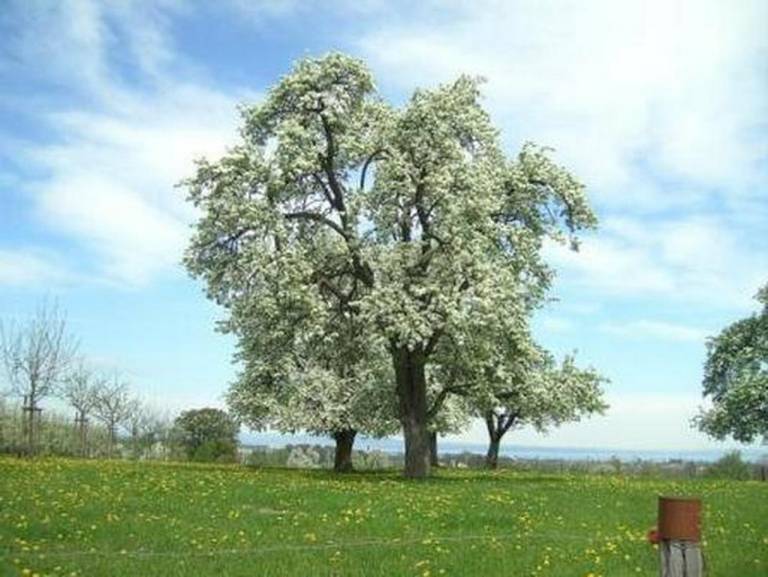 Appartement Egnach