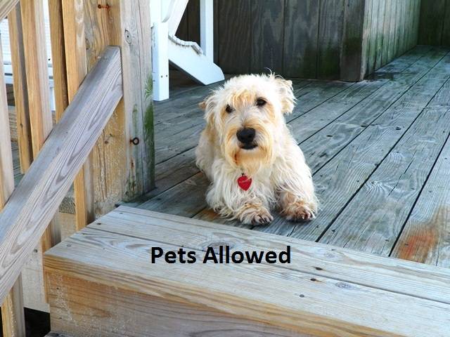 Vacation home | Close to the beach | Dogs allowed — photo 4