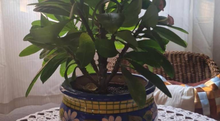 foto19