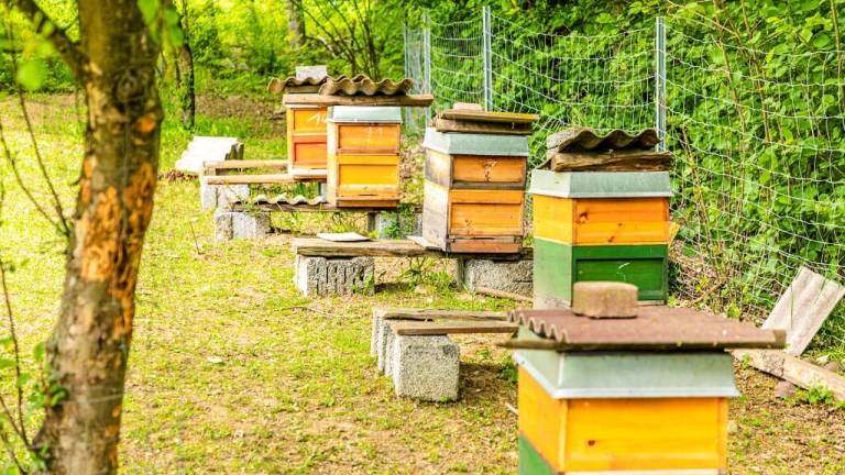 Ferienwohnung Hirschau