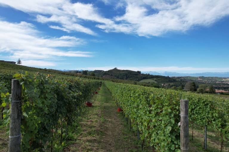 Azienda Agricola Stra: Casa Pianezzo Dogliani — photo 2
