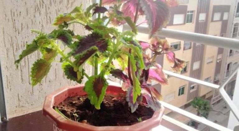 Holiday apartment | Pet-friendly — photo 4