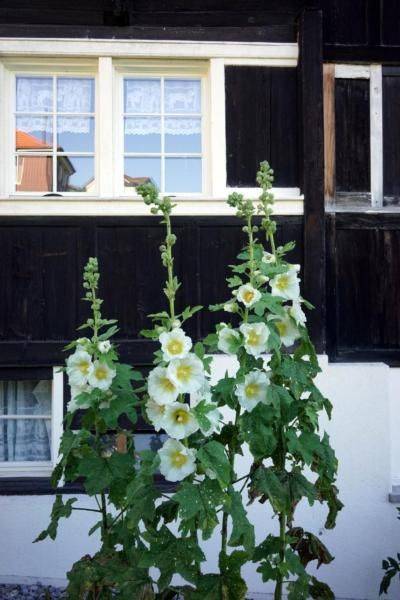 Ferienhaus Rorschacherberg