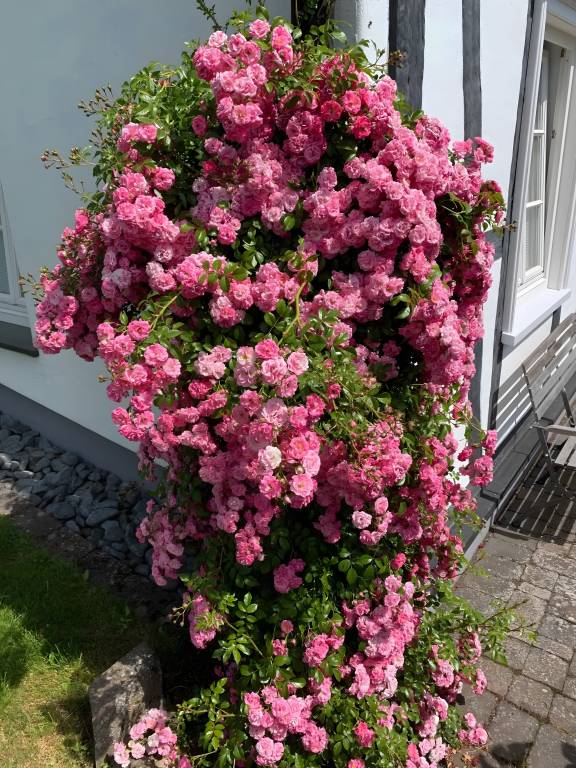 foto16