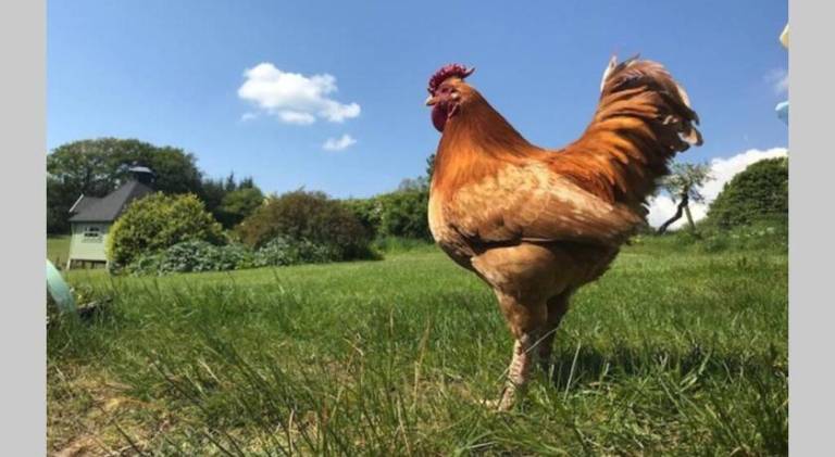 Farm with garden, BBQ & hot tub in Renfrew