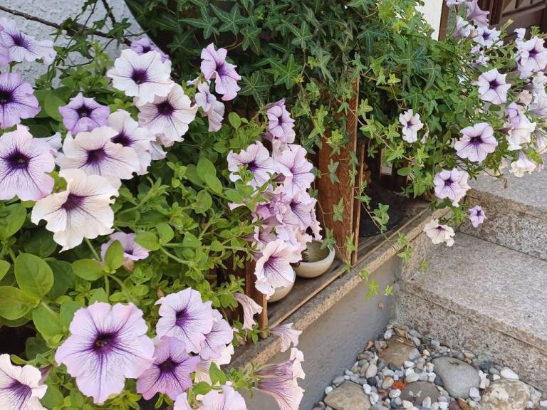 foto14