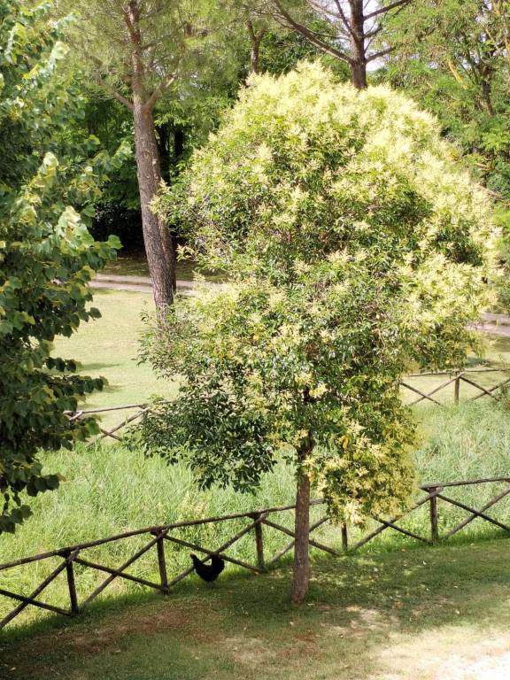 Agriturismo e casa vacanza con piscina e parco ideale per gruppi e famiglie Mulino del Vescovo — photo 3