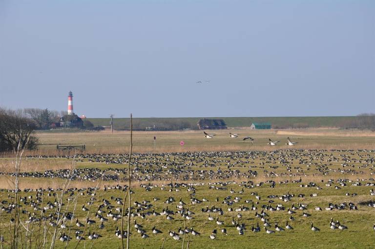 Ferienwohnung Westerhever