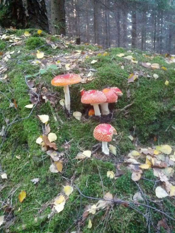 foto22