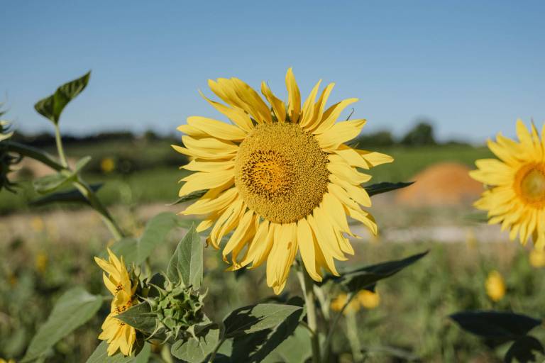 Agriturismo Tenuta di Mensanello: Appartamento trilo Voce del Tempo — photo 3