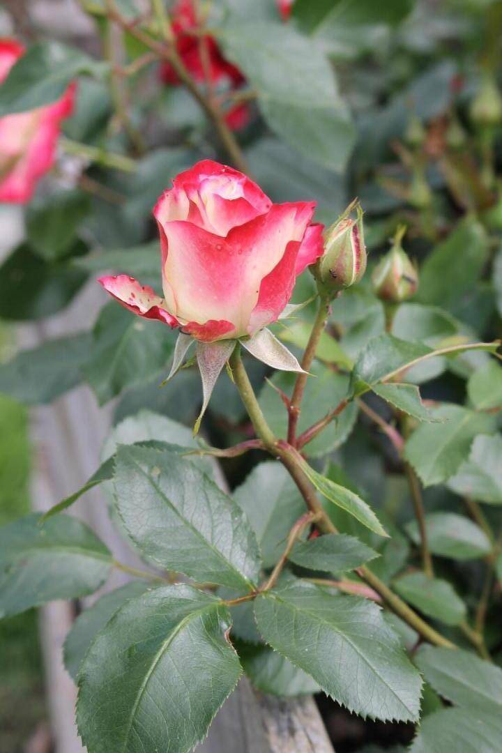 foto4