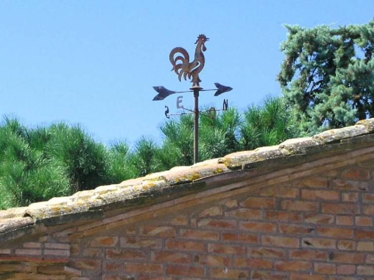 'Black Rooster — photo 4