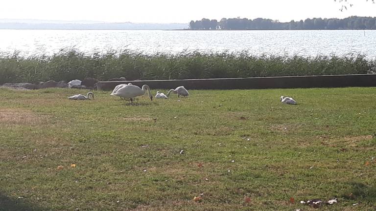 Holiday apartment with yard — photo 2