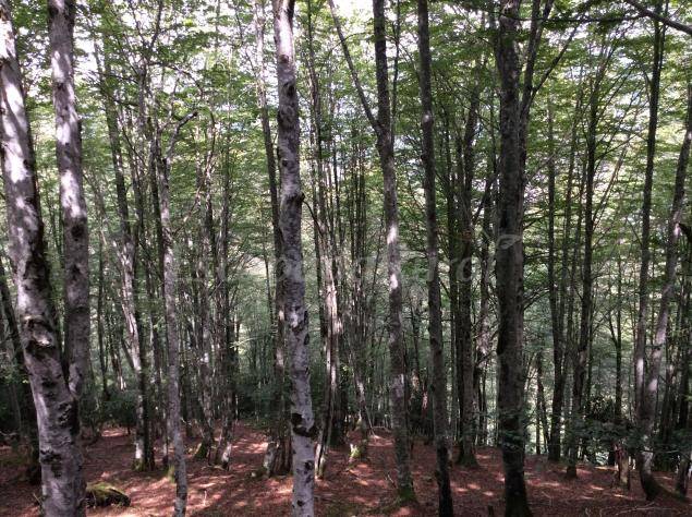 foto40
