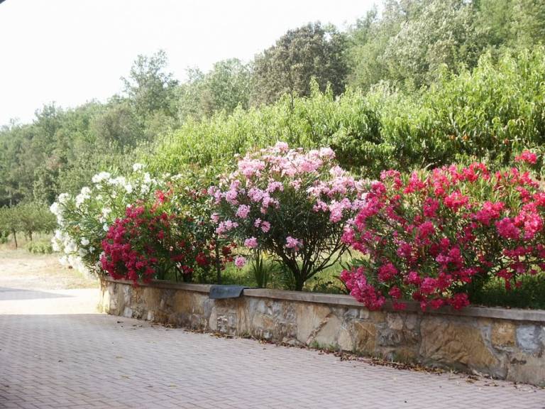 foto44