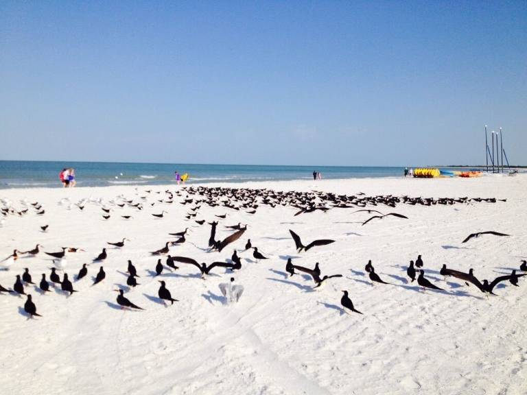 Condo Marco Island