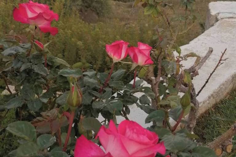 foto15