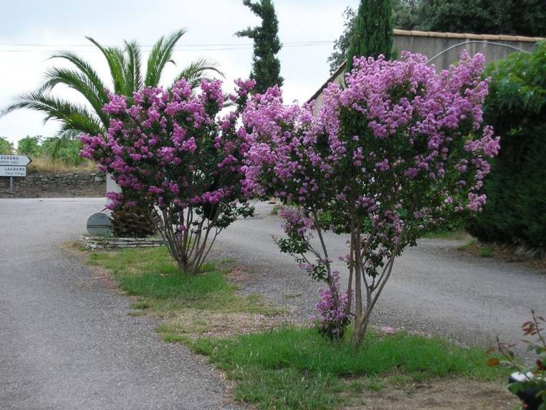 foto41