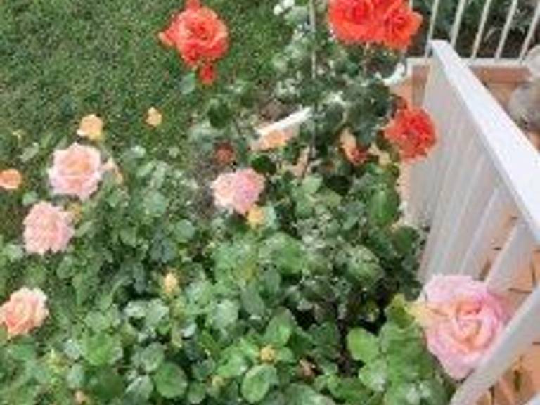 Cottage with garden — photo 5