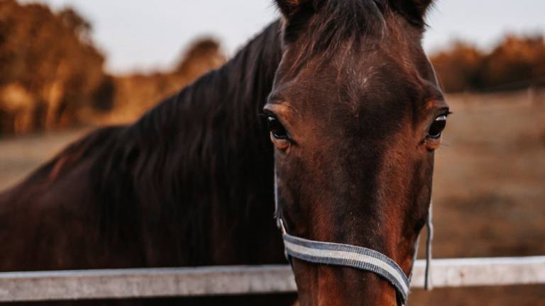 85 m² Ferienwohnung